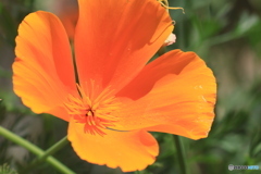 California Poppy