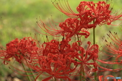 彼岸花14