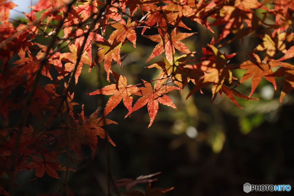晩秋の相楽園26