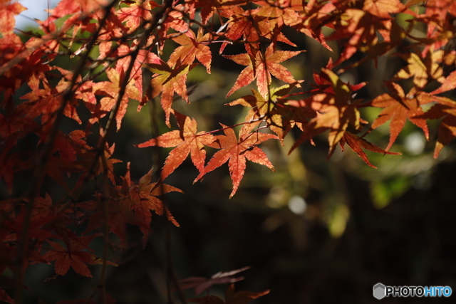 晩秋の相楽園26