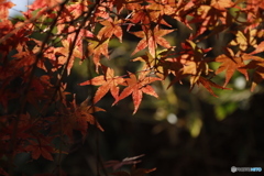 晩秋の相楽園26