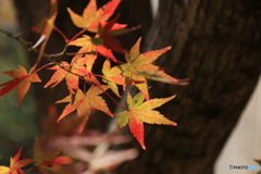 晩秋の好古園22