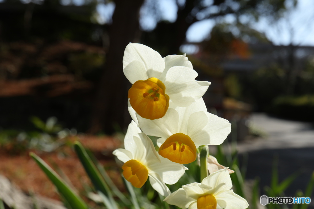 日向の水仙3