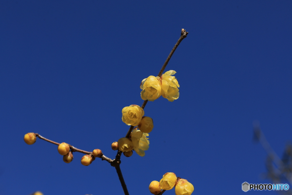 森からの春の便り1