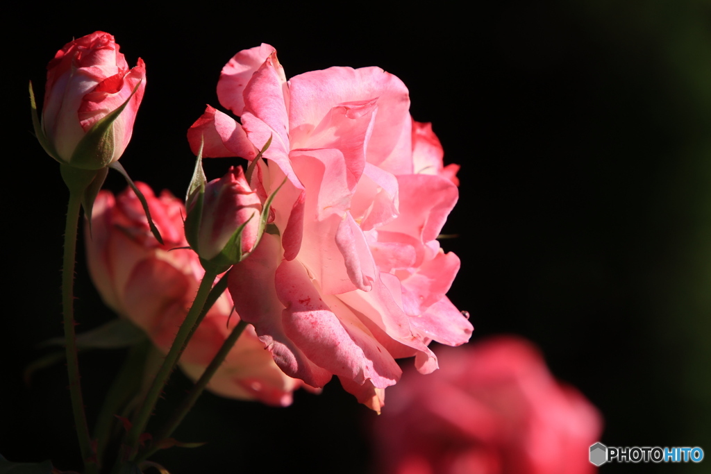 ピンクのバラ15