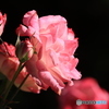 ピンクのバラ15