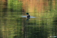 2025四国一人旅4