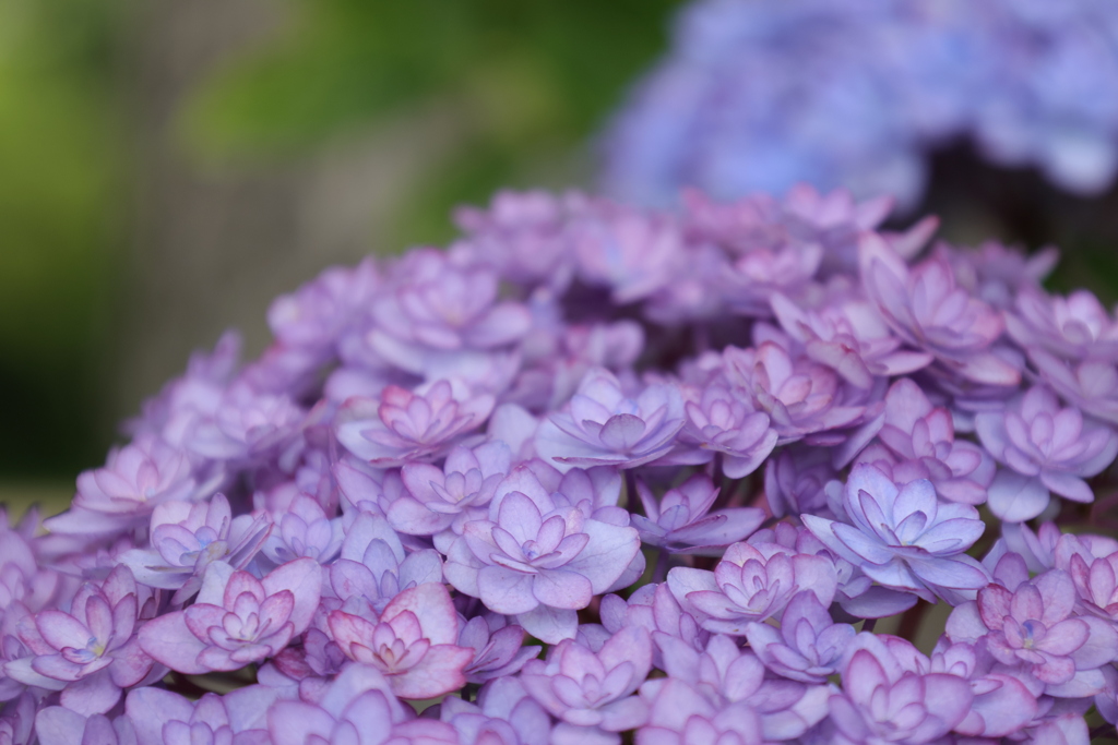 紫陽花