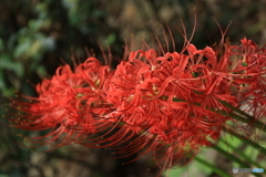 彼岸花16