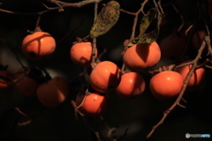 明石公園の秋 5