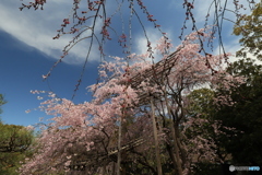 3/31好古園12