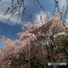 3/31好古園12
