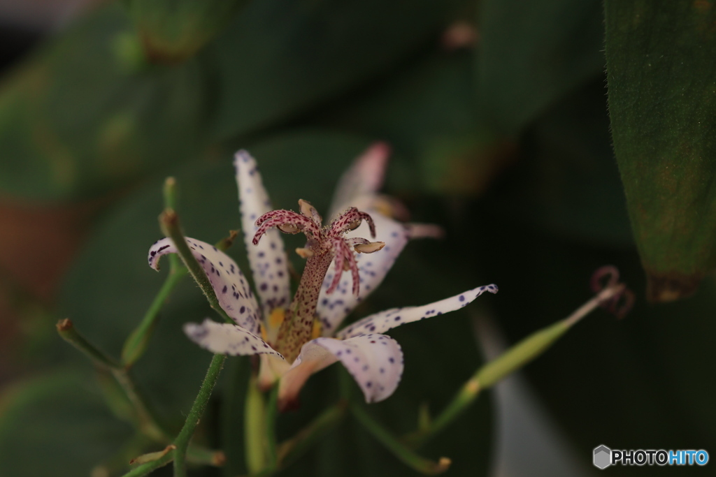 秋の山野草展28