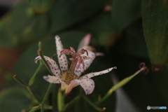 秋の山野草展28