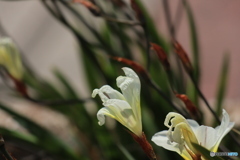 海辺に咲く花