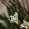 海辺に咲く花