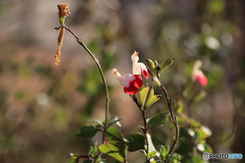 チェリーセージ