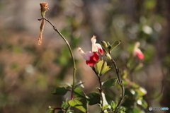 チェリーセージ