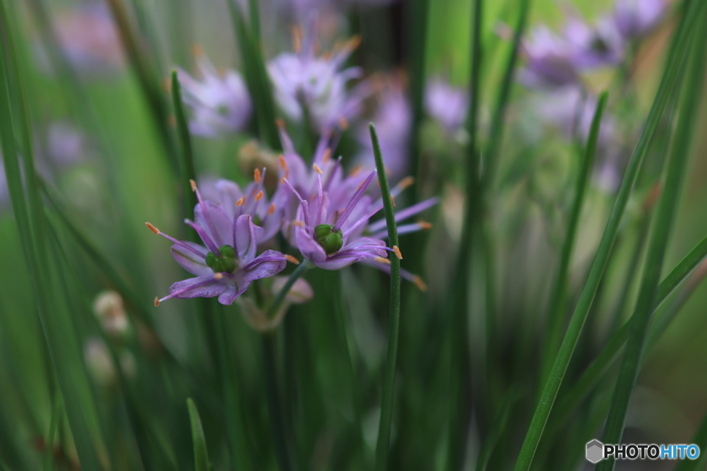 秋の山野草展35