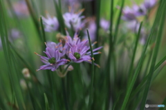 秋の山野草展35