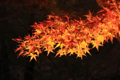 離宮公園ライトアップ2