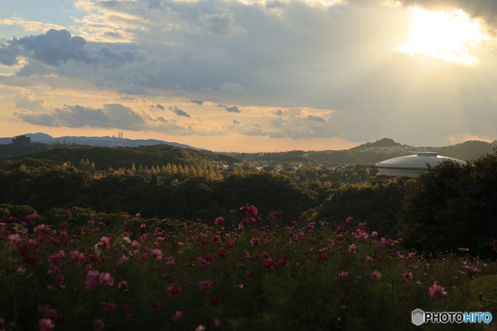 夕陽とコスモス14