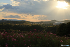 夕陽とコスモス14