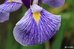607菖蒲9