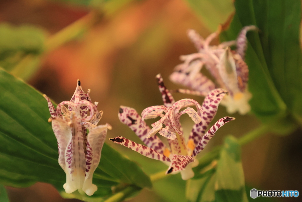 秋の山野草展 5