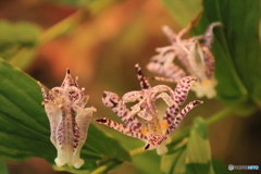 秋の山野草展 5