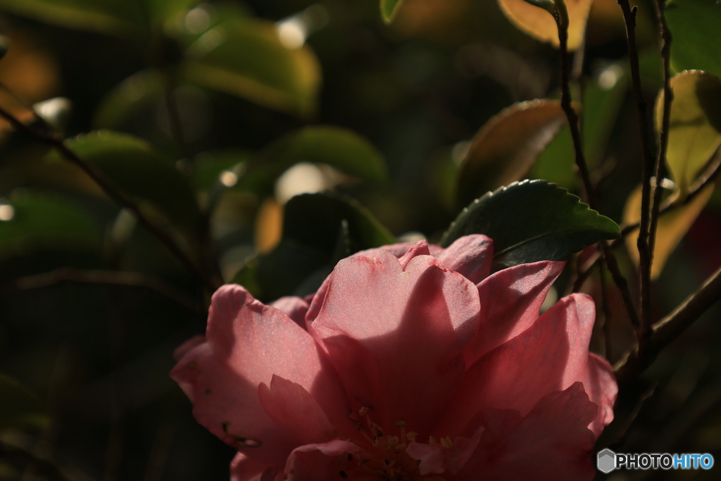 晩秋の好古園29