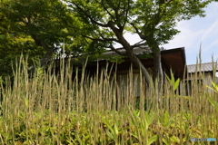 オカメザサ
