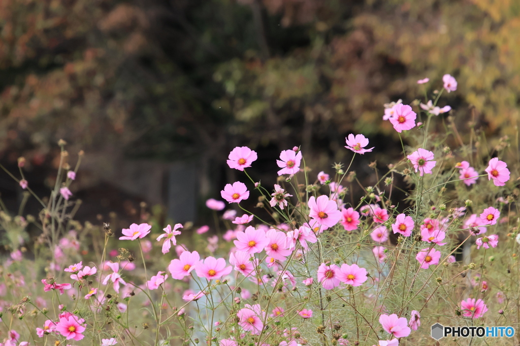 コスモスの丘