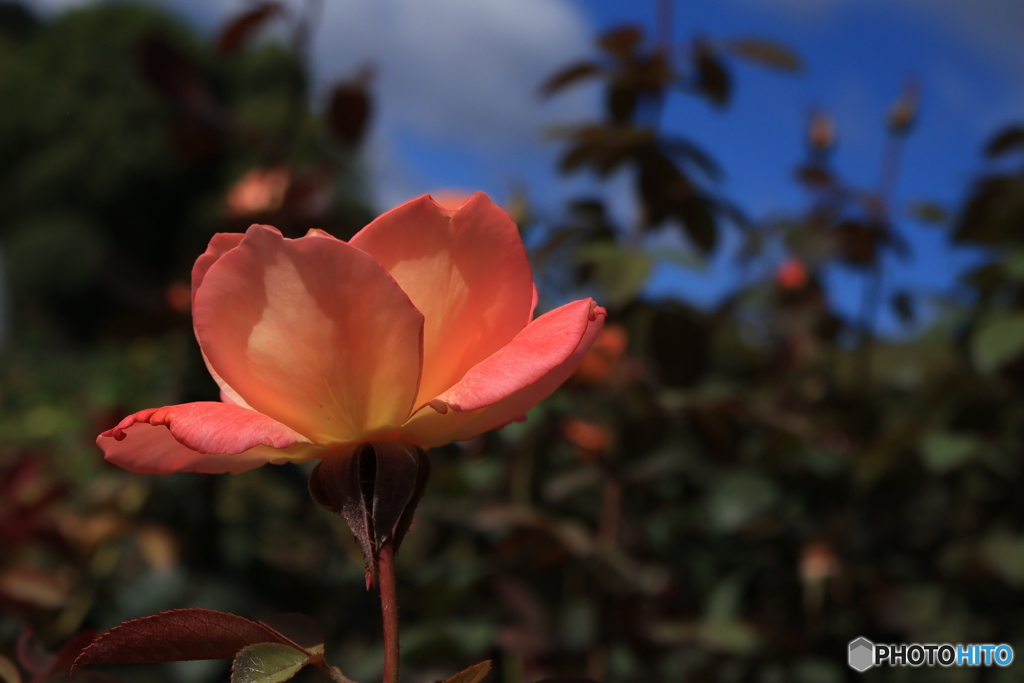 秋のバラ観賞会