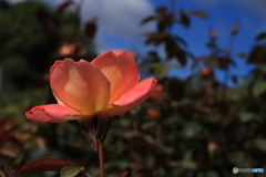 秋のバラ観賞会