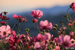 夕陽とコスモス7