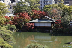 晩秋の相楽園14