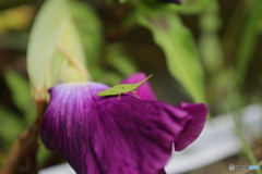 バッタと菖蒲