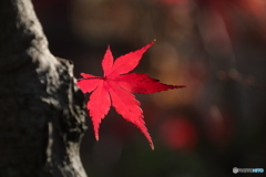 踏みとどまって