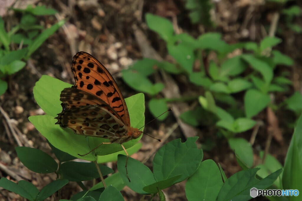 ヒョウモンチョウ