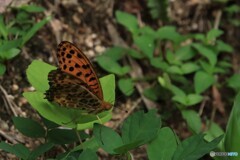 ヒョウモンチョウ