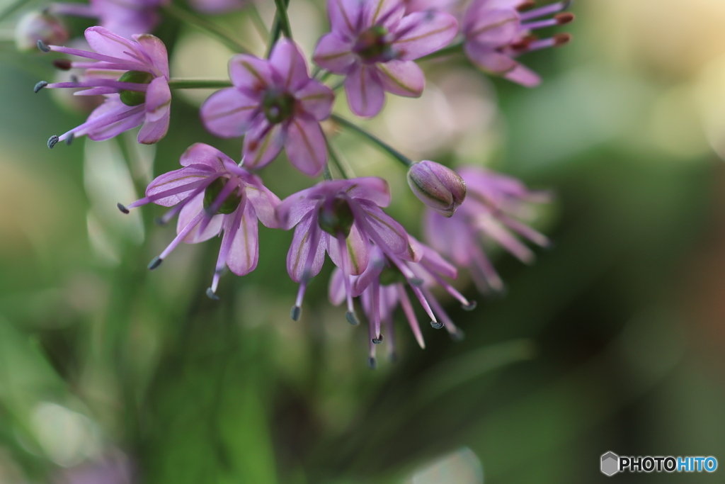 秋の山野草展30
