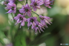 秋の山野草展30