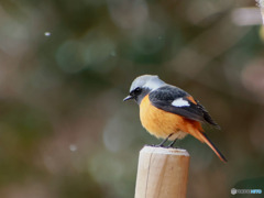 鳥撮影２