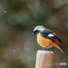 鳥撮影２