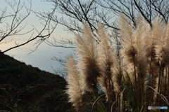 パンパスグラス