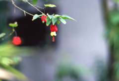 CONTAX Aria Planar85mm_F1.4 ELITECHROME1