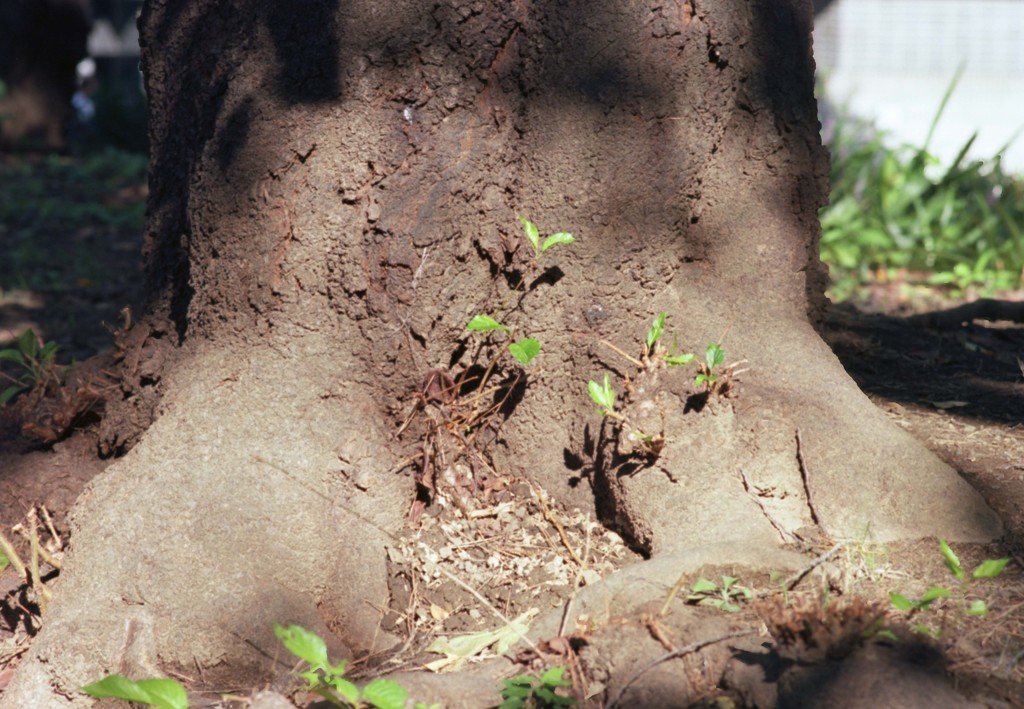 CONTAX Aria Sonnar135mm_F2.8_EKTAR100_im