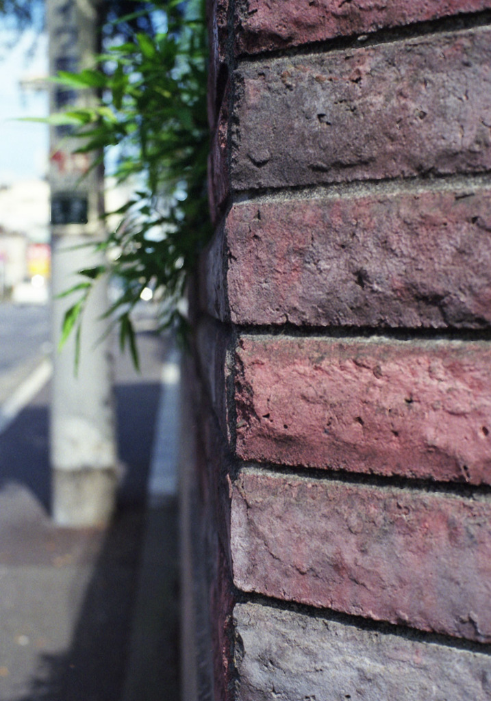 CONTAX Aria Planar50_F1.7 SUPERGOLD400_i