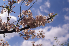 RTS2 Planar50_F1.4 EKTACHROME100VS_055